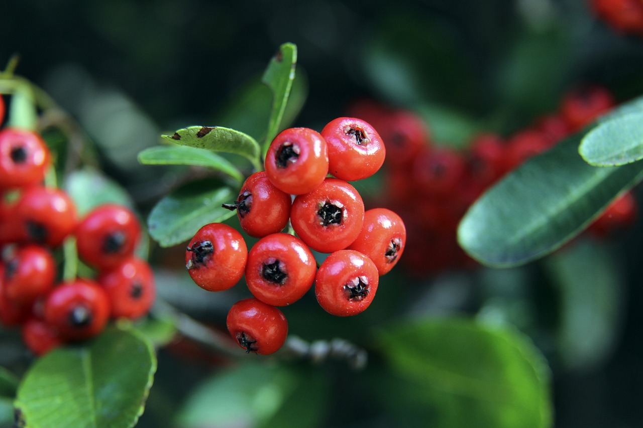 更多得分机 更多得分机